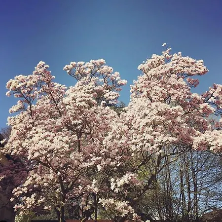 Koenigsgarten ホテル 3*