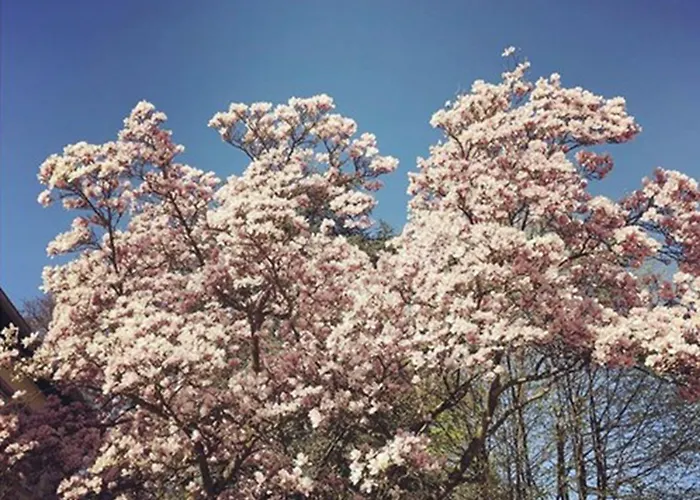 Koenigsgarten Ξενοδοχείο 3*