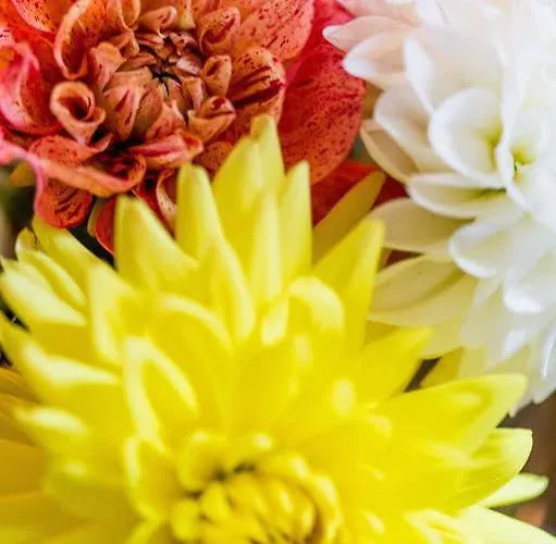 酒店 科尼斯加滕别墅旅馆 3*